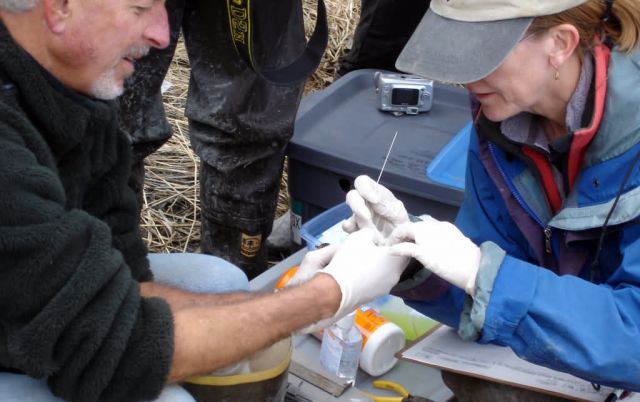Avian Influenza Sampling Picture