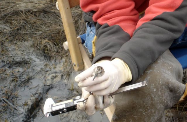 Avian Influenza Sampling Picture