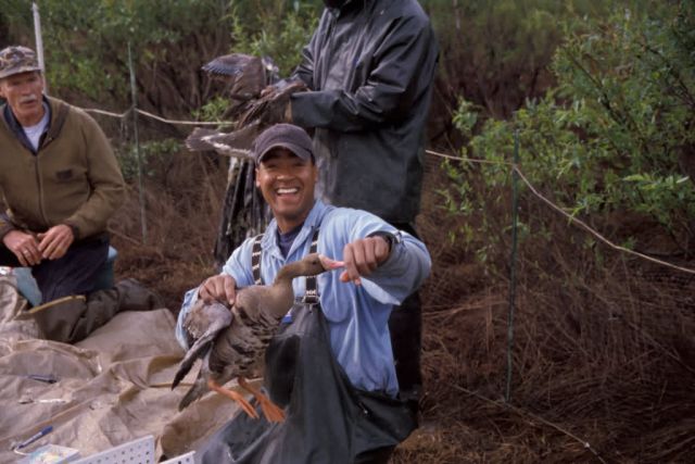 Goose Banding Operation Picture