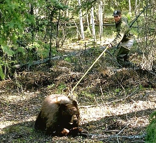 Tranquilizing a Bear Picture