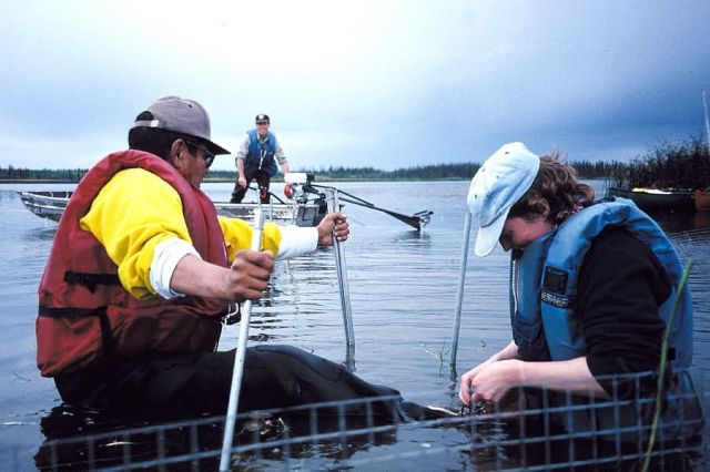 Setting a Waterfowl Live Trap Picture
