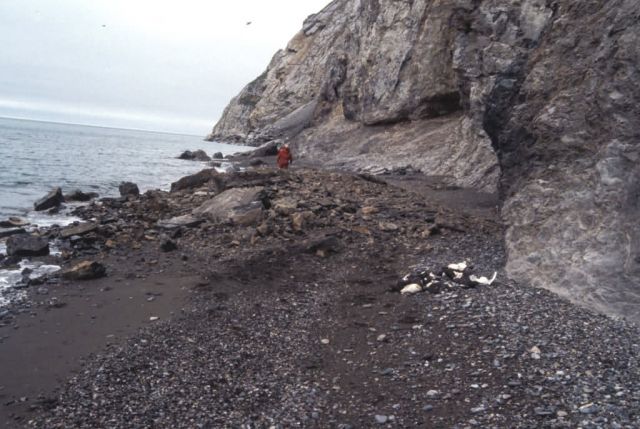 Cape Lisburne, pile of murres and kittiwakes killed by landslide Picture