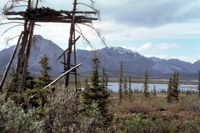 Hunting Stand in Summer Picture