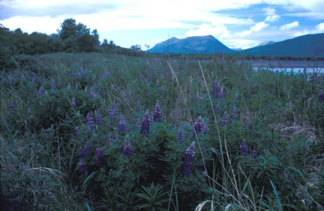 Lupines on Kodiak Picture