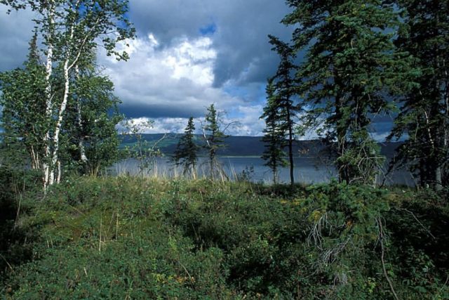 Birch and Spruce Forest at Shoreline Picture