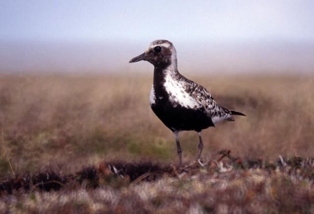 Black-bellied Plover Picture