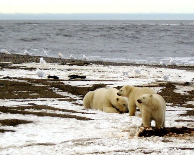 1002 Area: Polar Bear sow and two cubs on the Beaufort Sea coast Picture