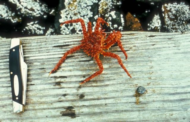 King Crab - 2 Years Picture