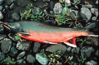 Dolly Varden Picture