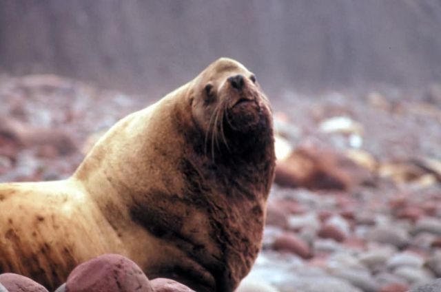 Steller Sea Lion at Haulout Picture