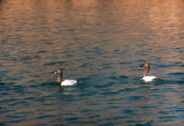 Canvasback Duck Picture