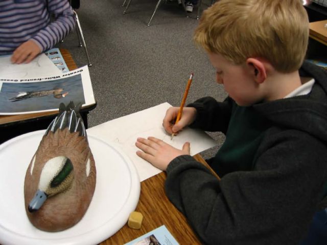 Sketching a wigeon for the Jr.Duck Stamp Contest Picture