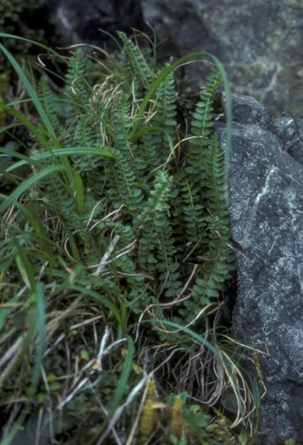 Aleutian Shield Fern Picture