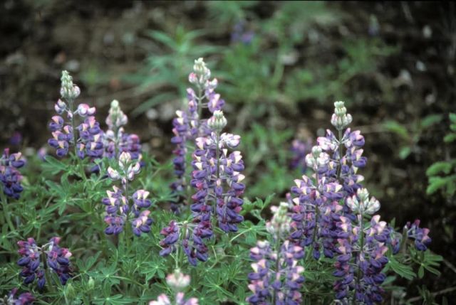 Lupines Picture