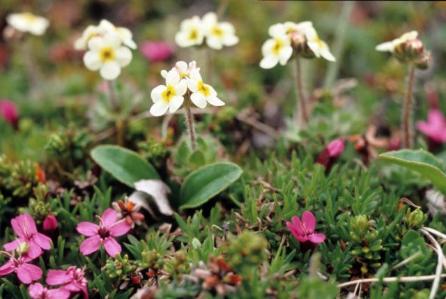 Pixie Eyes, Moss Campion Picture