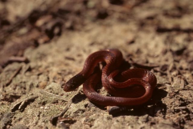 Pine Woods Snake Picture