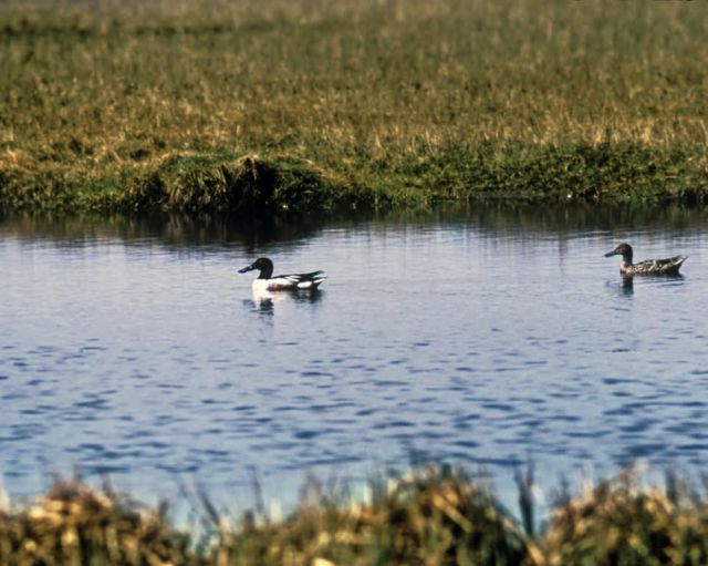 Northern Shoveler Male and Female Pair at Old Chevak Picture