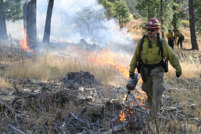Firefighter uses driptorch to apply fire during prescribed burn. Picture