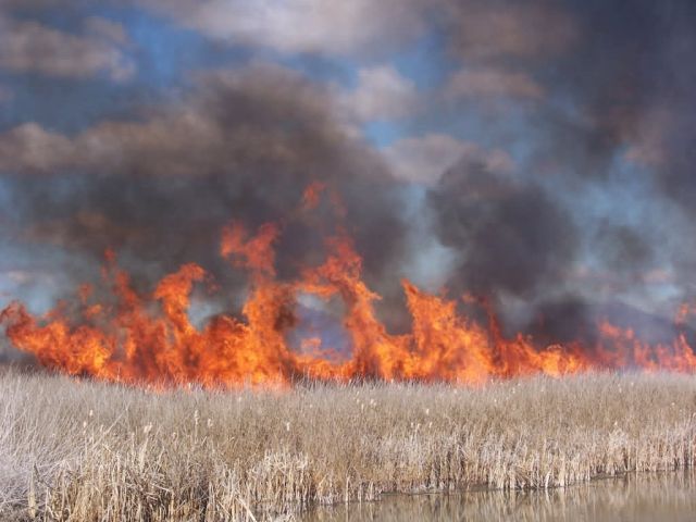 Marsh burn at Tule Lake NWR 2005. Picture