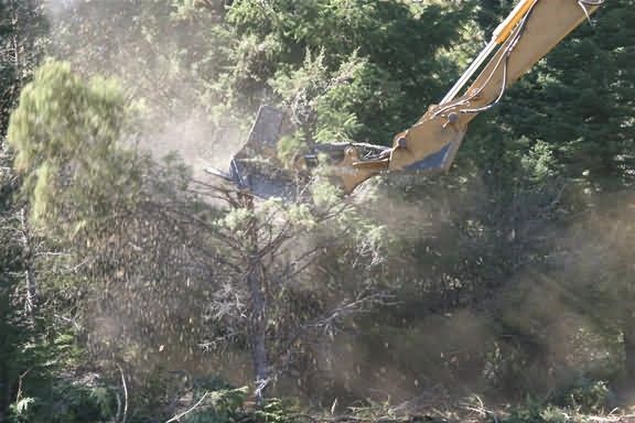 slashbuster destroys juniper Picture