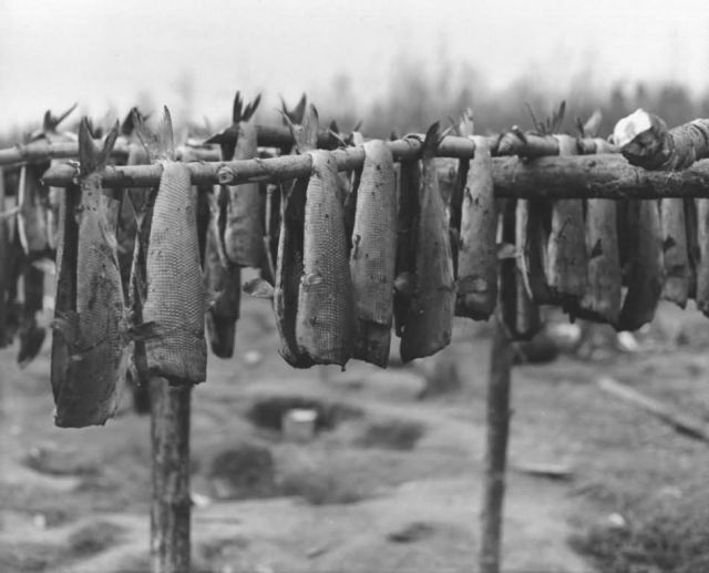 Fish Drying on Racks Picture