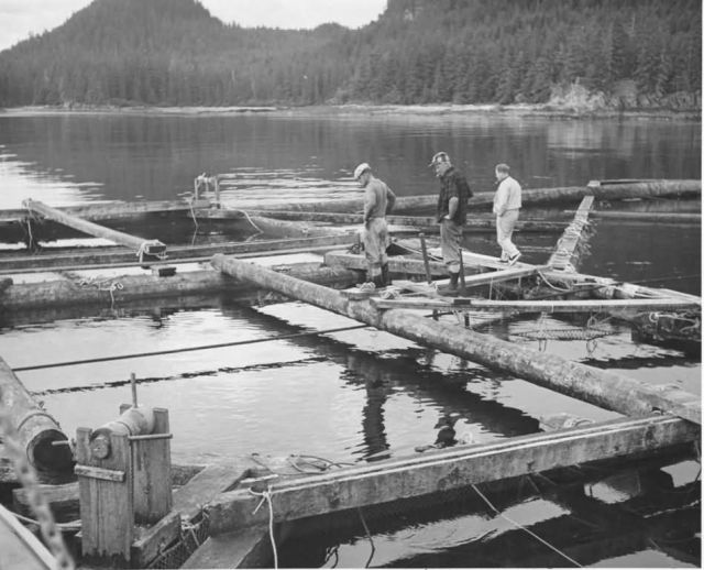 Floating Fish Trap Picture