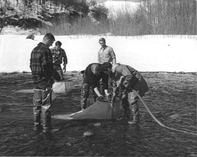 Egg Pumping in Tenor River Picture
