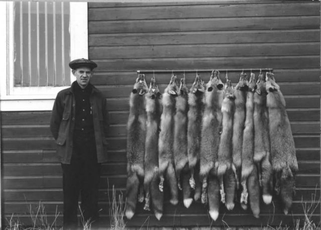 Fox Trapping on Unimak Picture