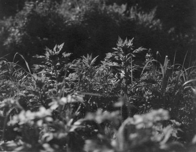 FWS-Halter-090 Picture