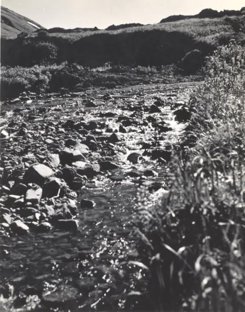 FWS-Halter-103 Picture