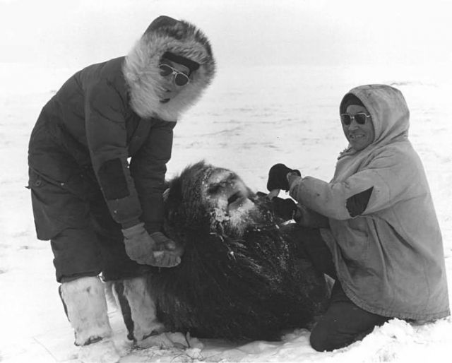 Richard Davis with Immobilized Musk Ox Picture