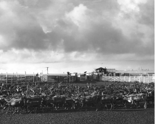 Reindeer Round-up on Nunivak Island Picture