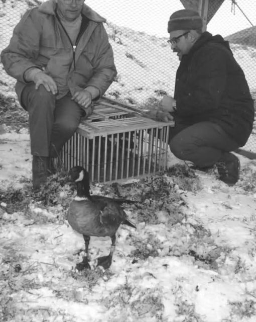 Releasing Goose into Pen Picture