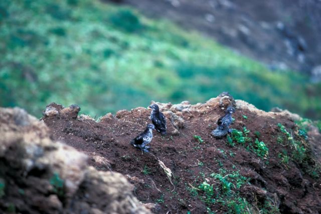 Least Auklets on Bluff Edge Picture