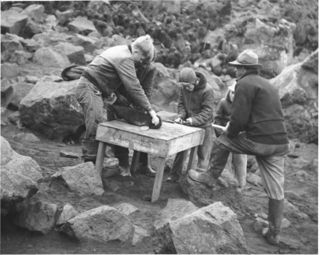 Tagging Seal Pup at Tolstoi Rookery Picture
