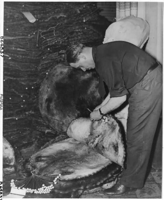 Holger Larsen Sealing Beaver Skins Picture