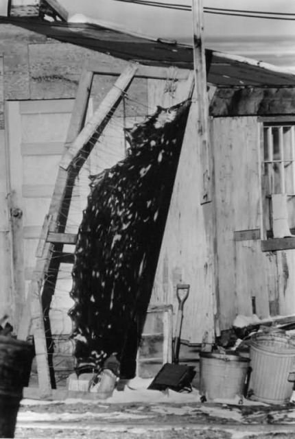 Seal Skin Drying on Rack Picture