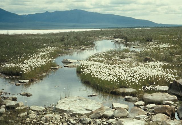 Cottongrass Along the Upper Coleen River Picture