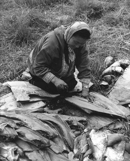 Nunivak Woman Filleting Fish on Nunivak Island Picture