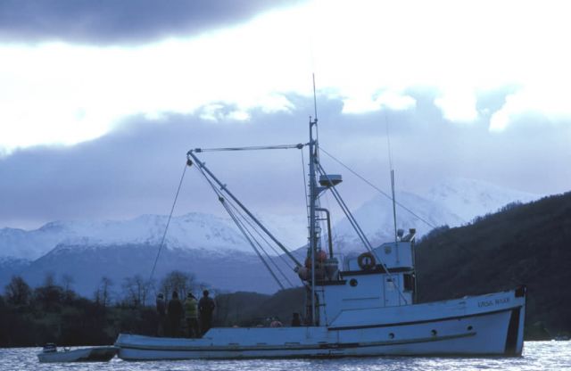 Ursa Major at Uyak Bay, Kodiak Picture