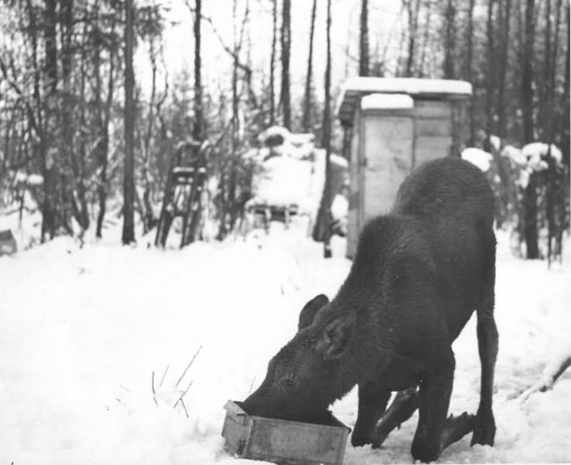 Moose Calf Transplanted to Copper Flats Picture