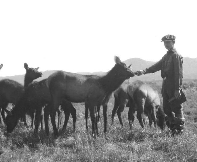 Elk Released on Afognak Island, Kodiak Picture
