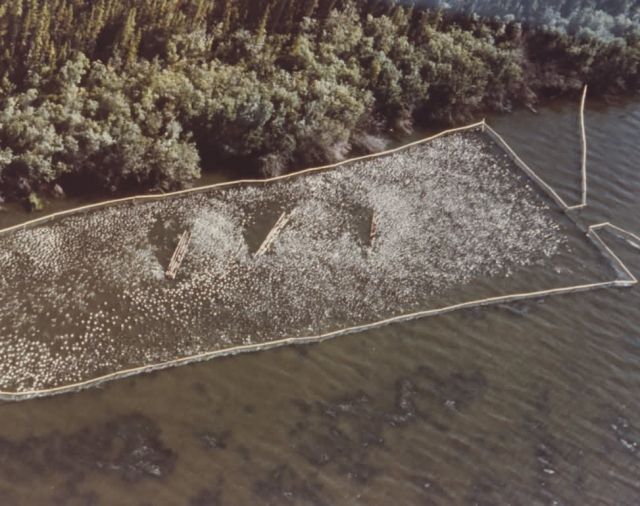 Duck Trap on Ochtig Lake Picture