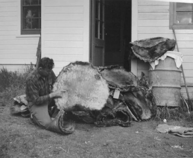 Agent Bragg and Beaver Pelts Picture