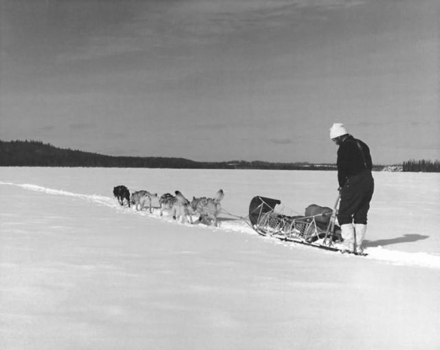Musher and Team on Camp Island Lake Picture