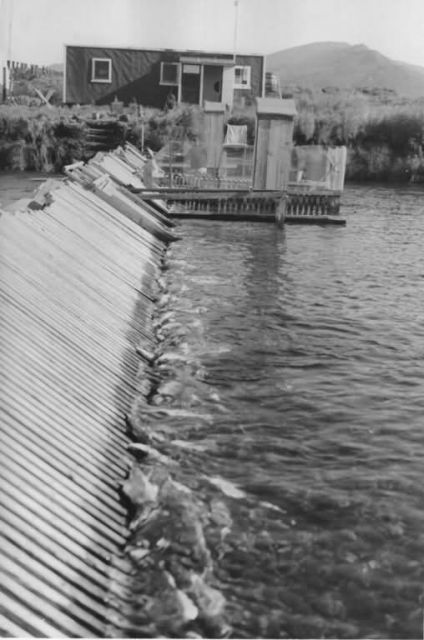 Karluk Weir, Kodiak Picture