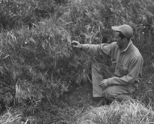 Evidence of Musk Ox on Nunivak Island Picture