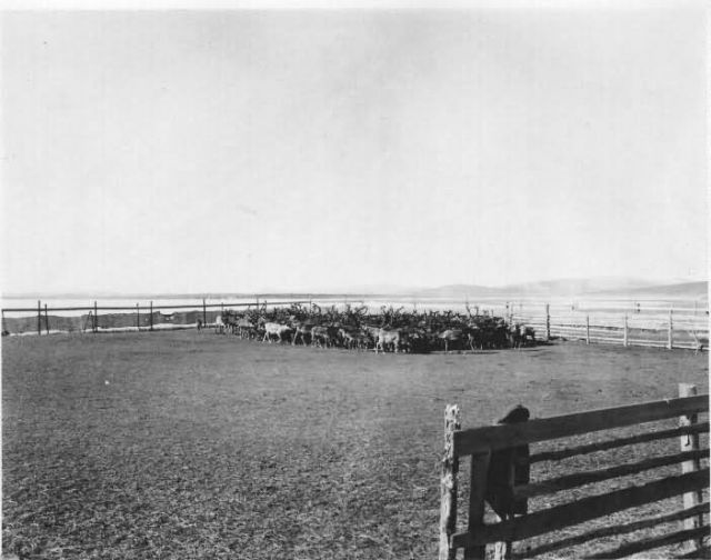 Golovin Reindeer Roundup Picture