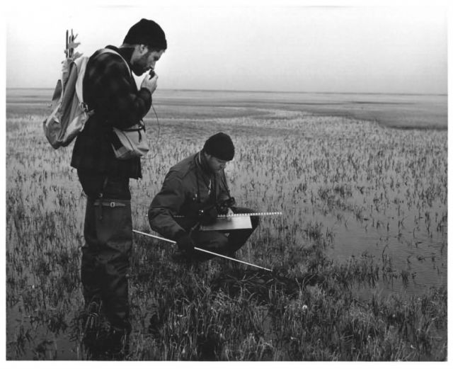 Checking Tundra Bird Nest Picture