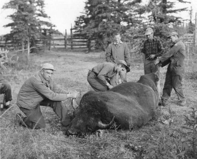 Hunters Preparing to Dress Bison Picture